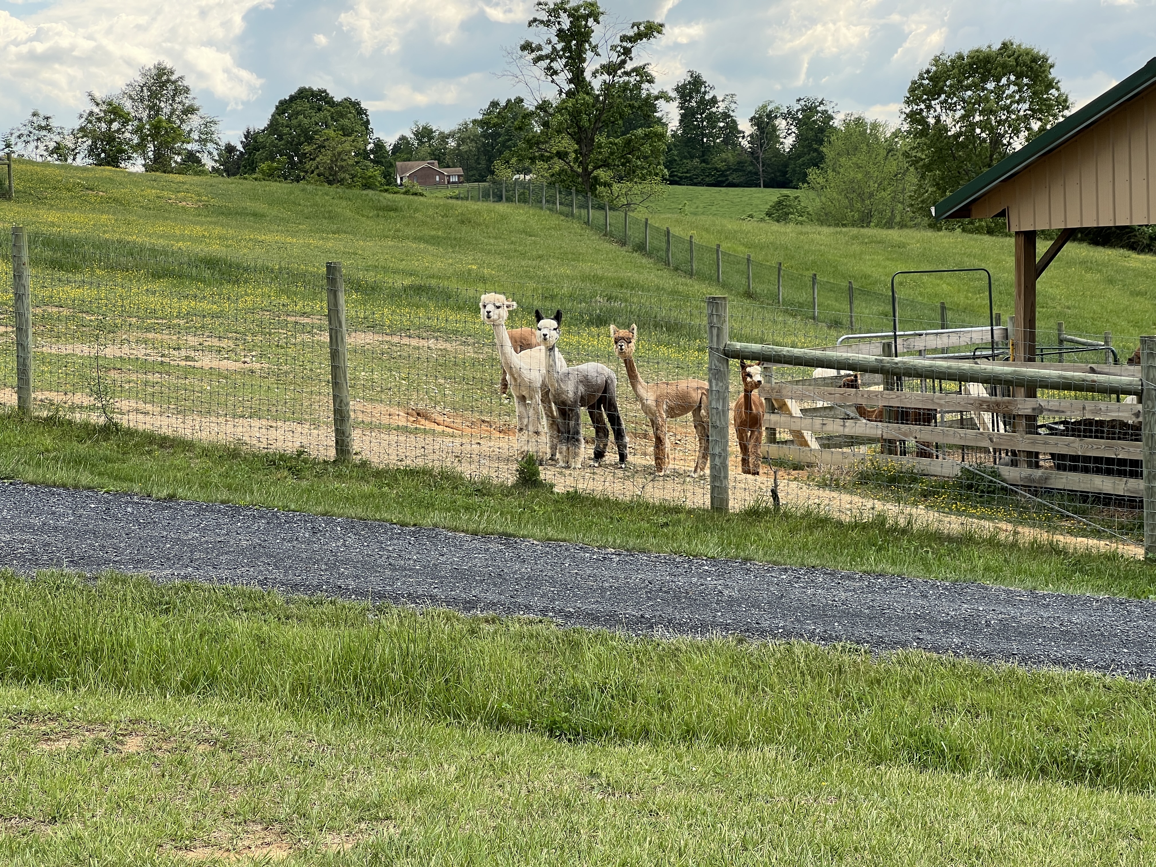 ./2025/04 - Virginia Creeper/IMG_5602.JPG